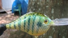 blue gill