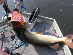 Sparkelybait muskie1