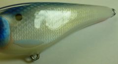 Bluehead Flatshad