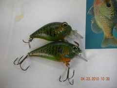 Predator Bass bluegills