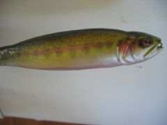 Trout glider