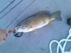 SMB caught in Arizona Rim Lakes