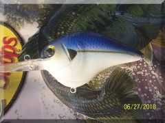 Threadfin Shad.JPG