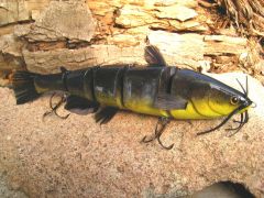 yellowbelly catfish