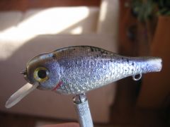 Basswood minnow