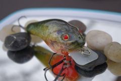 Foiled Lizard Goby in Pumkinseed Baitfish