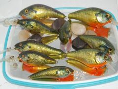 School Of Foiled Bluegill_1.JPG