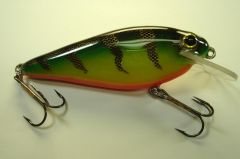 Rocket Shad in Golden Perch Tiger