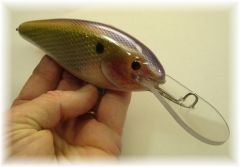 Foiled Threadfin