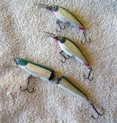 Foiled shad and smelt