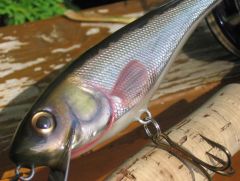 Foil Creek Chub