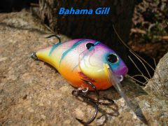 BAHAMA GILL