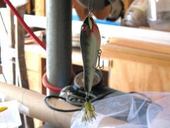 Another baby bass glider