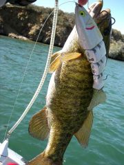 8" four piece silver/shite trout and smallie