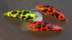 Corroboree Frog