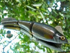 Golden shiner pattern