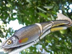 Golden shiner pattern