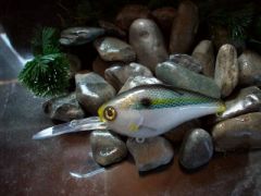 Threadfin again!