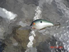 Foiled crankbait