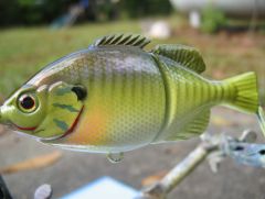 jackall bluegill