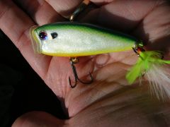 Citrus Shad Splash