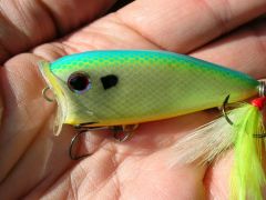 Citrus Shad Splash