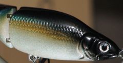 2nd Repaint-Threadfin Shad Attempt