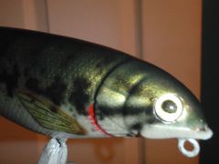 6" Molded Lunker Punker in "Juvie Bass"