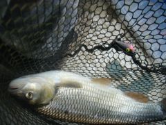 romanian chub - caught at 2 cm balsa lure