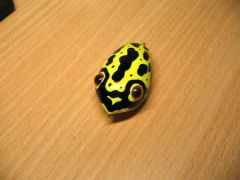 Chaklidi "Yello` Frog"