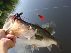 5lb 8oz bass On 4 21 2012