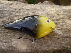 Yellow headed blackbird