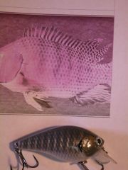 tilapia plug 3