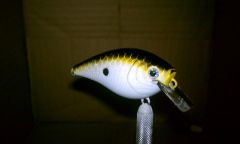 H2O BLack, Yellow back with White belly