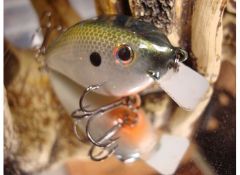 gizzard shad 2