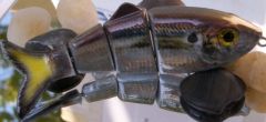 Foiled Threadfin Shad (2)