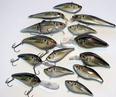 School Of Shad