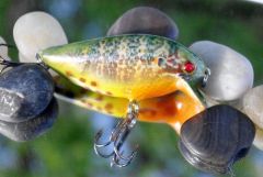 Dark Pumpkinseed