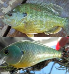 Hybrid Sunfish