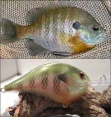 Tellico Bluegill