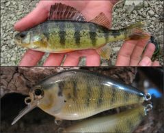 Yellow Perch