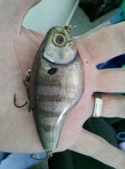 Bluegill Swimbait. Silicone Top hook line through. - Soft Baits -   - Tackle Building Forums