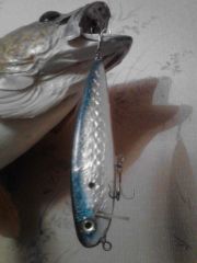 thin shad