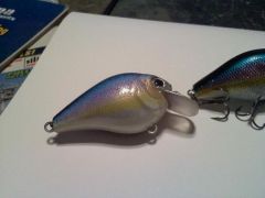 blue shad