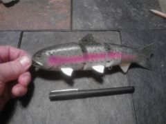 swimbait1