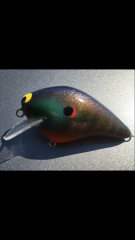 Bluegill