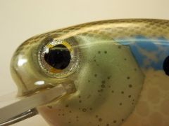 Fatfingers Flatshad in Albino Shad