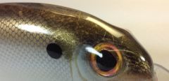 Threadfin Shad