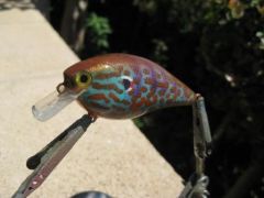 pumpkinseed