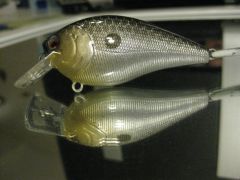 chrome shad